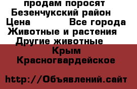 продам поросят .Безенчукский район  › Цена ­ 2 500 - Все города Животные и растения » Другие животные   . Крым,Красногвардейское